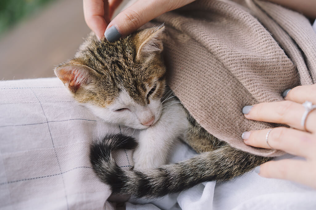Tiến & Tâm Wedding